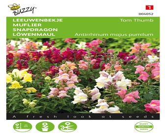 Antirrhinum, Löwenmaul Tom Thumb gemischt