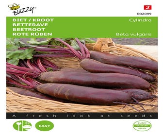Rote Bete / Rübe Cylindra