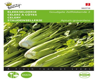 Bleichsellerie Goldgelbe Selbstbleichende 2