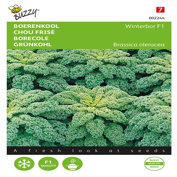 Grünkohl Reflex F1 (wird Winterbor)