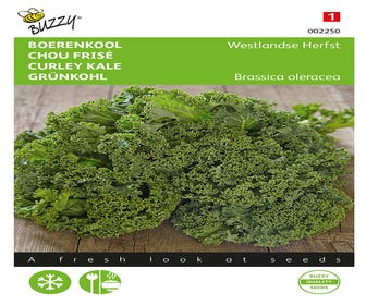 Grünkohl Westländische Herbst