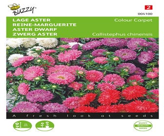 Callistephus, Niedrige Aster Colour Carpet