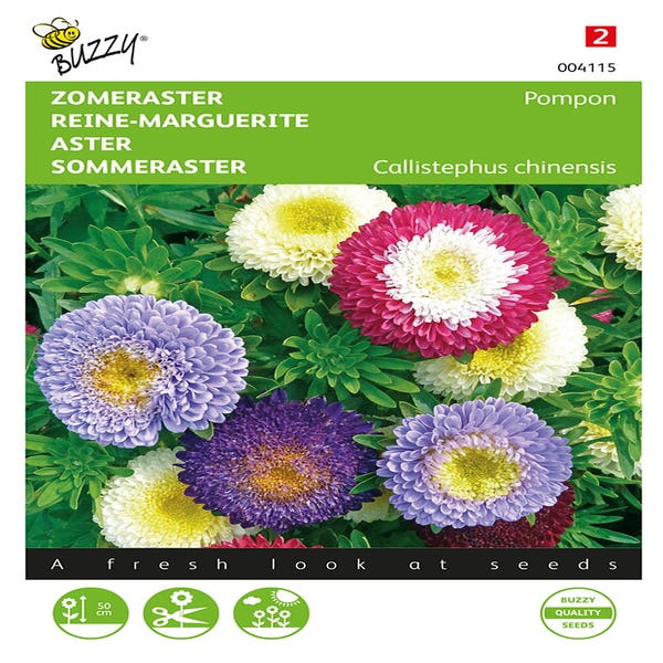 Callistephus, Sommeraster Pompon gemischt