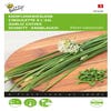 Chinesischer Knoblauch - Schnittlauch