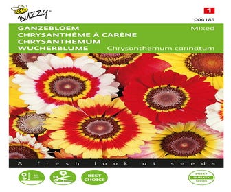 Chrysanthemum, Ganzblüten gemischt