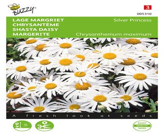 Niedrige Margerite (Chrysanthemum 'Silver Princess')