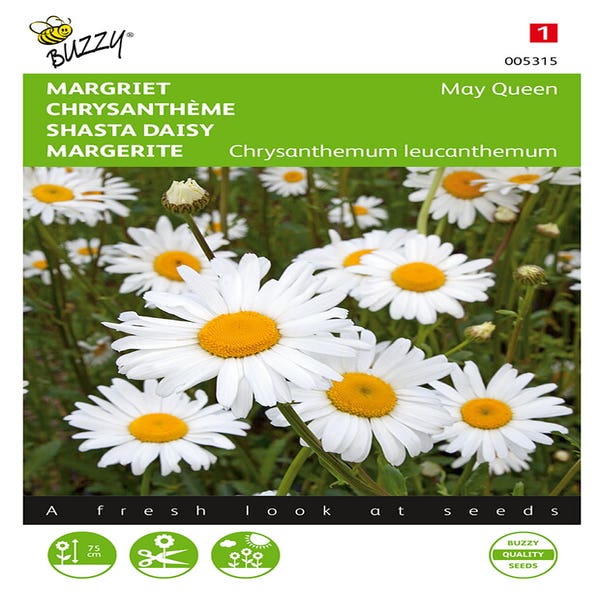 Margarete (Chrysanthemum leucanthemum 'May Queen')