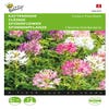 Katzenbart (Cleome hassleriana 'Colour Fountain')