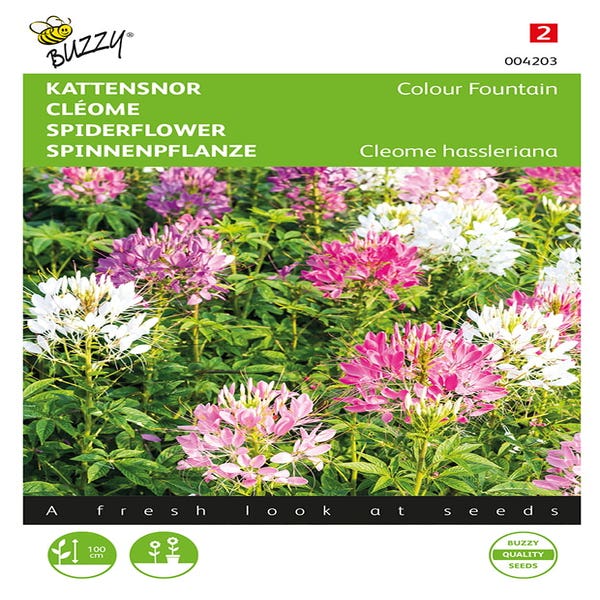 Katzenbart (Cleome hassleriana 'Colour Fountain')