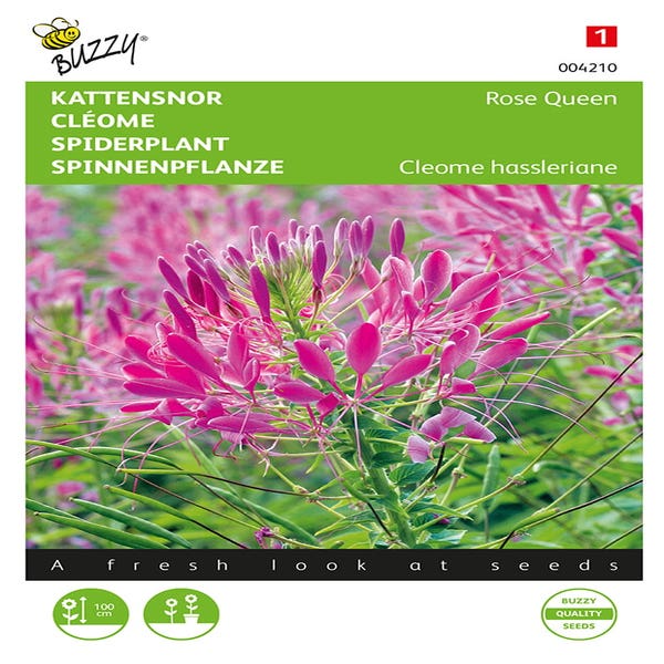 Katzenbart (Cleome hassleriana 'Rose Queen')