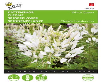 Katzenbart (Cleome hassleriana 'White Queen')