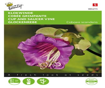 Glockenblume (Cobaea scandens)