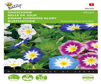 Convolvulus,  Wunderblumen gemischt