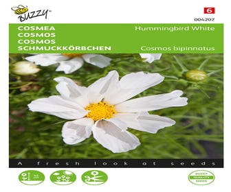 Cosmea Kolibri (Cosmos bippinnatus 'White')