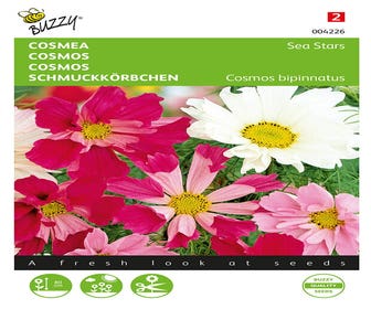 Cosmos, Cosmea Sea Stars gemischt