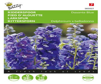 Rittersporn (Delphinium belladonna 'Dasante Blue')