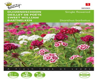 Dianthus, Tausendschön einfachblumig gemischt
