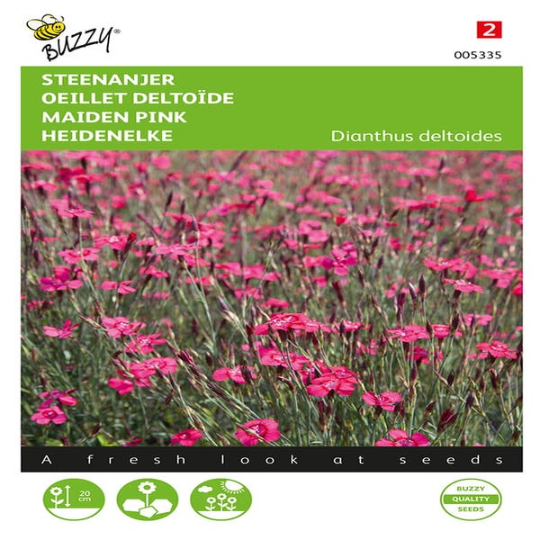 Steinnelke (Dianthus deltoides 'Karmijnrose')