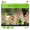 Fingerhut (Digitalis dalmatian 'Dalmation Peach')
