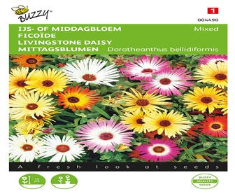 Dorotheanthus, Eis- oder Mittagsblume