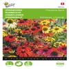 Echinacea, Sonnenhut Cheyenne Spirit