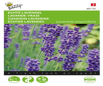 Echter Lavendel ( Lavandula angustifolia)