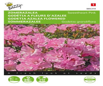 Sommer-Azalee (Godetia 'Sweetheart Pink')