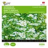 Gipskraut (Gypsophila elegans 'Covent Garden')
