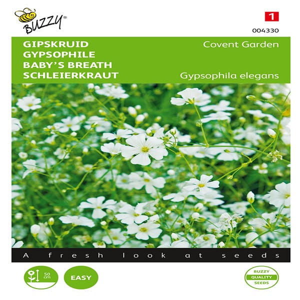 Gipskraut (Gypsophila elegans 'Covent Garden')