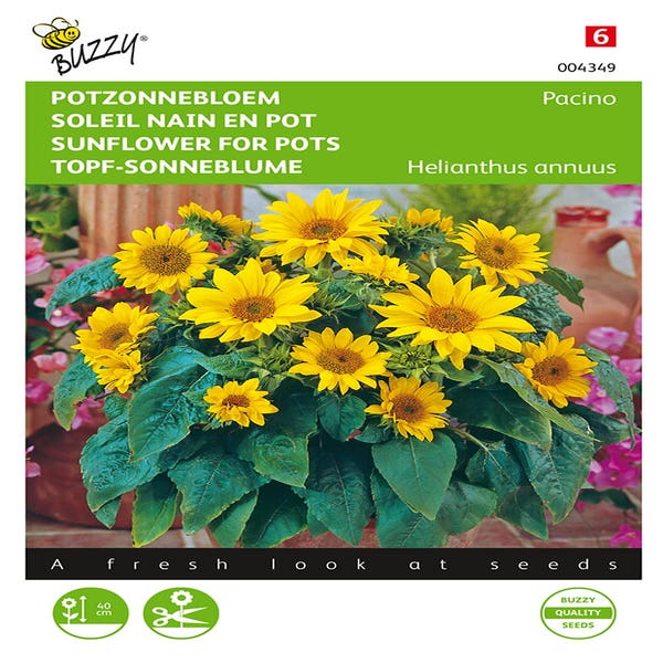 Topfsonnenblume (Helianthus annuus 'Pacino')