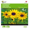 Sonnenblume (Helianthus debilis 'Stella')