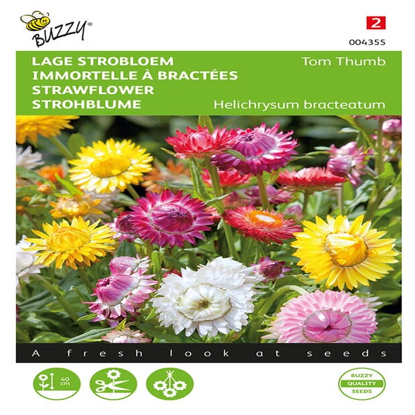 Helichrysum, niedrige Strohblume Tom Thumb