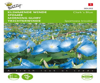 Kletternde Winde (Ipomoea tricolor 'Clark’s Blue')