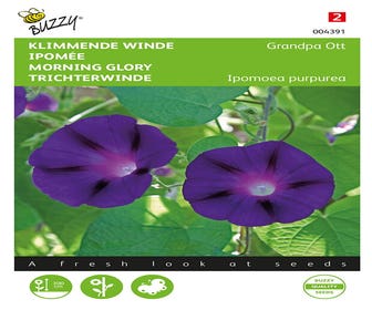Kletterwinde (Ipomoea purpurea 'Grandpa Ott')