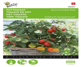 Weihnachts-Tomate Micro Cherry