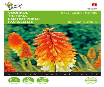 Feuerpfeil (Kniphofia uvaria 'Royal Castle Hybrids')
