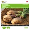 Kohlrabi Champion, Englische Gelbe Rotkopf