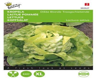 Kopfsalat Dicke Blonde Langsamwachsend