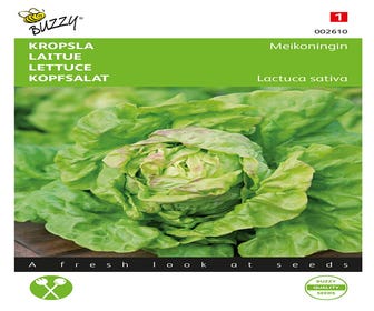 Kopfsalat Meikönigin