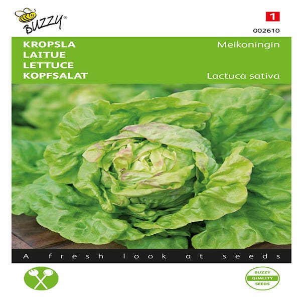 Kopfsalat Meikönigin