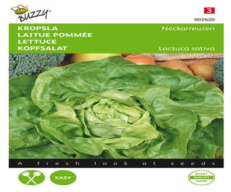 Kopfsalat Neckarreuzen, Sommerdiamant