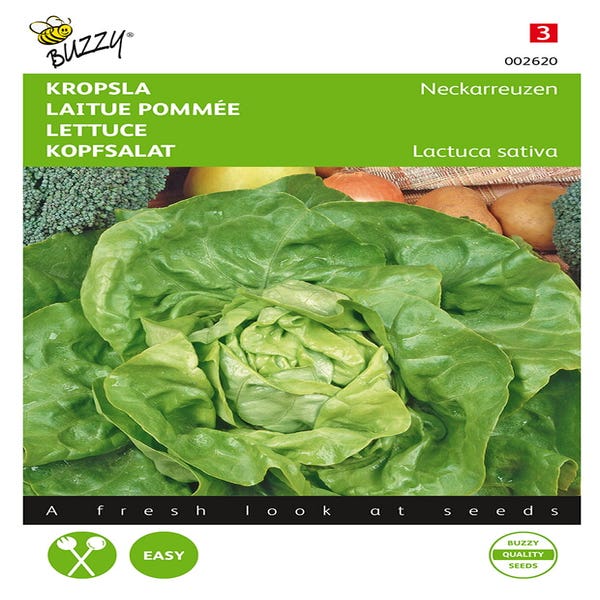 Kopfsalat Neckarreuzen, Sommerdiamant
