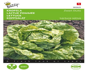 Kopfsalat Schwarz Deutscher