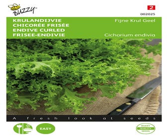 Krulandijvie Feine Locke Gelb/Immer Weiße