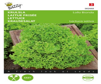 Krausesalat Lollo Bionda