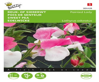 Duft- oder Ziererbsen (Lathyrus odoratus 'Painted Lady')