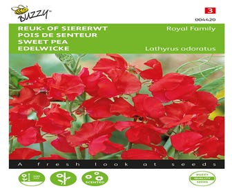 Duft- oder Ziererbsen (Lathyrus odoratus 'Royal Family rood')