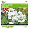 Lathyrus, Duft- oder Ziererbsen Royal Family Weiß