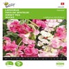 Lathyrus, Zier- oder Duftwicke mehrjährig