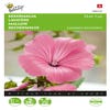 Bechermalve (Lavatera trimestris 'Silver Cup')